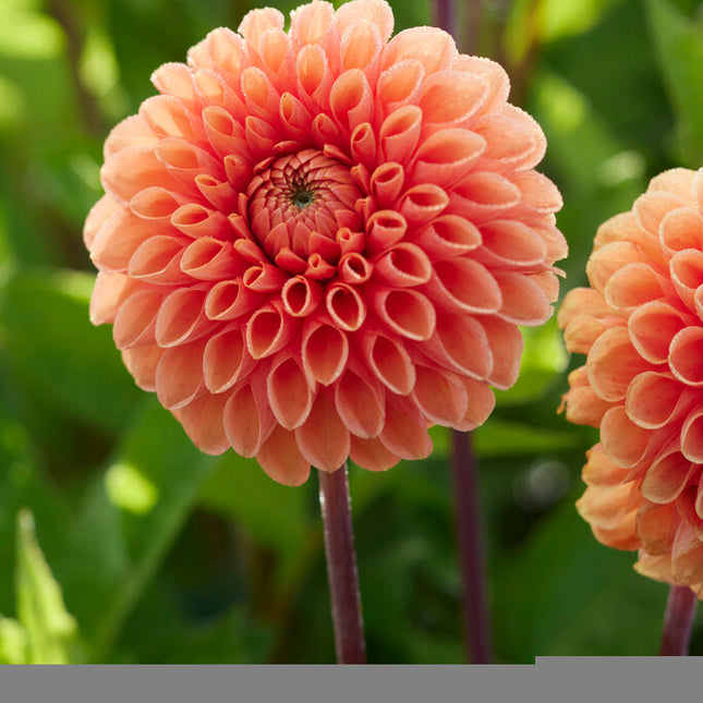 Dahlia Boll Sylvia 1-pack