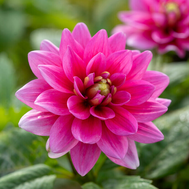 Dahlia Border Bluesette 1-pack