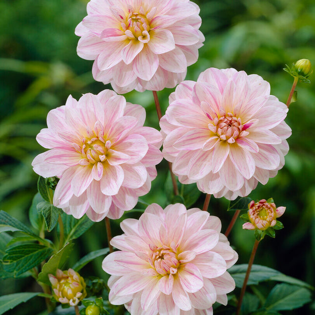 Dahlia Dekorativ Bonesta 1-pack NYHET