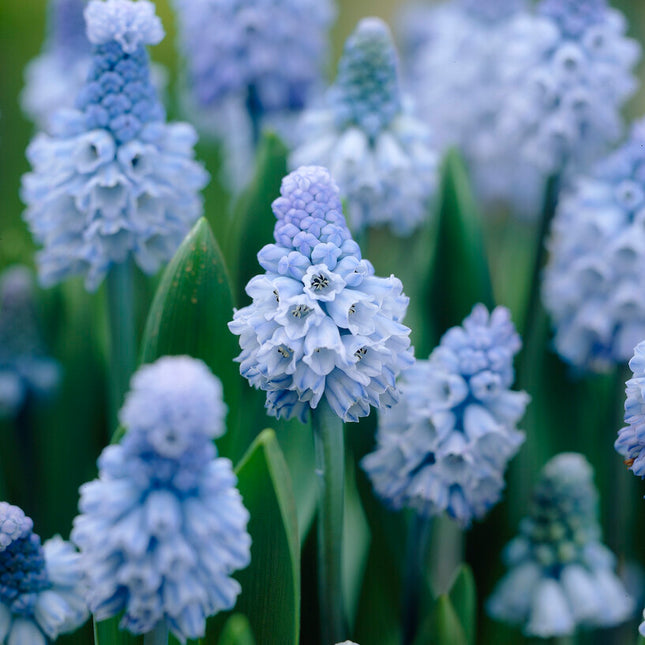 Dvärghyacint-Muscari Azureum 15-pack