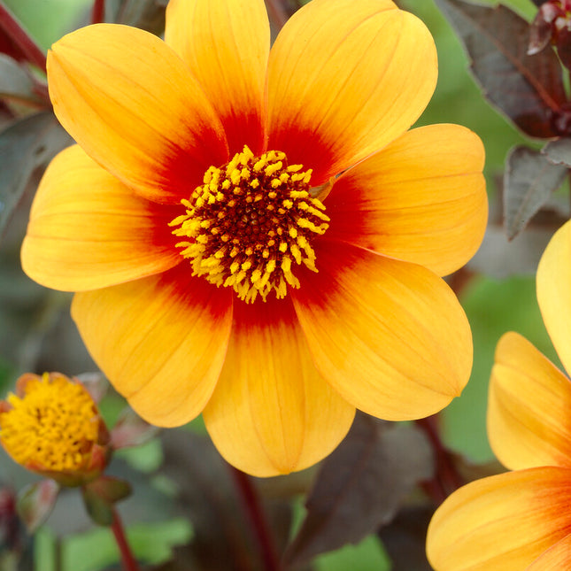 Dahlia Special Mignon Sunshine 1-pack