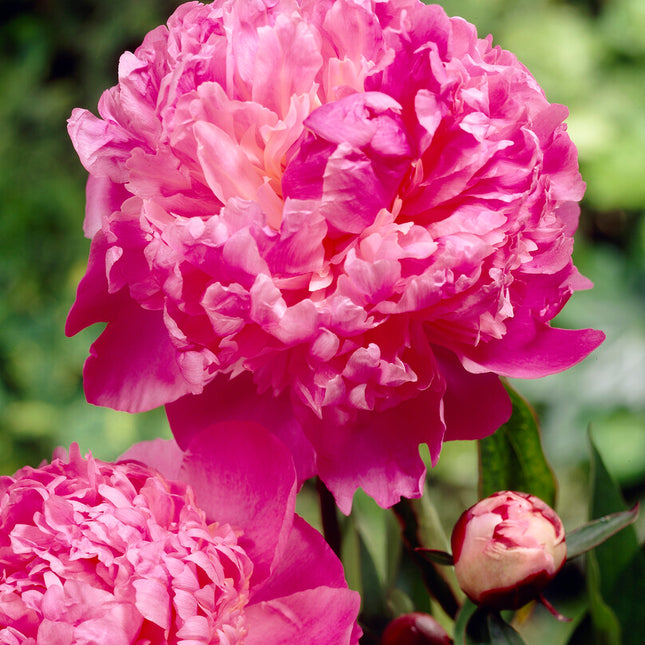 Pion-Paeonia Louis van Houtte 1-pack