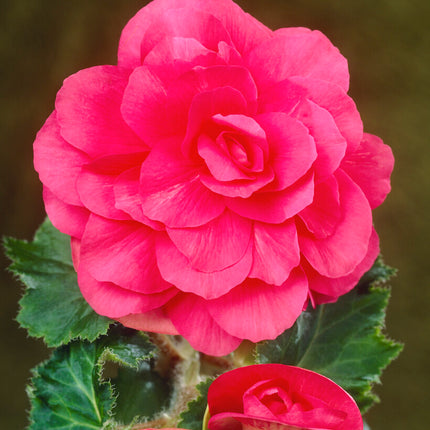 Begonia Double Pink 3-pack