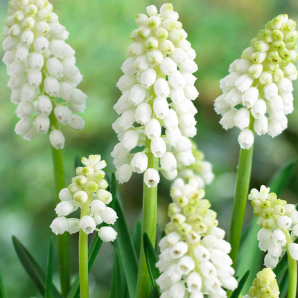 Persisk pärlhyacint-Muscari auchen 'White Magic' 10-pack