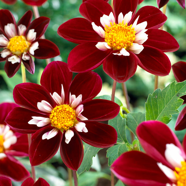 Dahlia Anemone Mary Eveline 1-pack