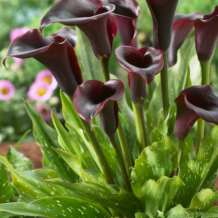 Zantedeschia Schwarzwalder 1-pack