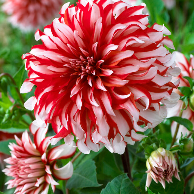 Dahlia Dekorativ Santa Claus 1-pack