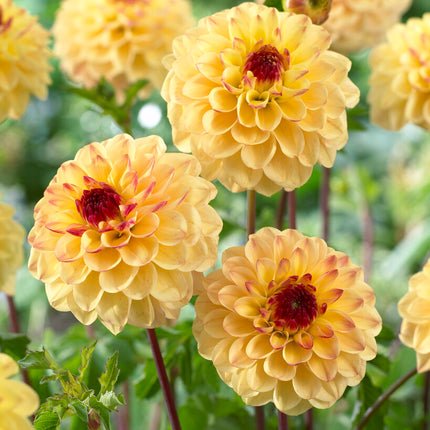 Dahlia Pompon Yellow Jill 1-pack