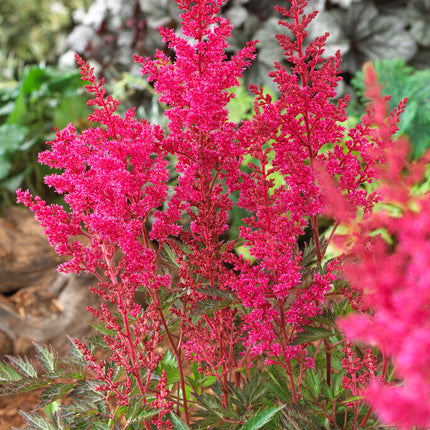 Astilbe Pink 1-pack