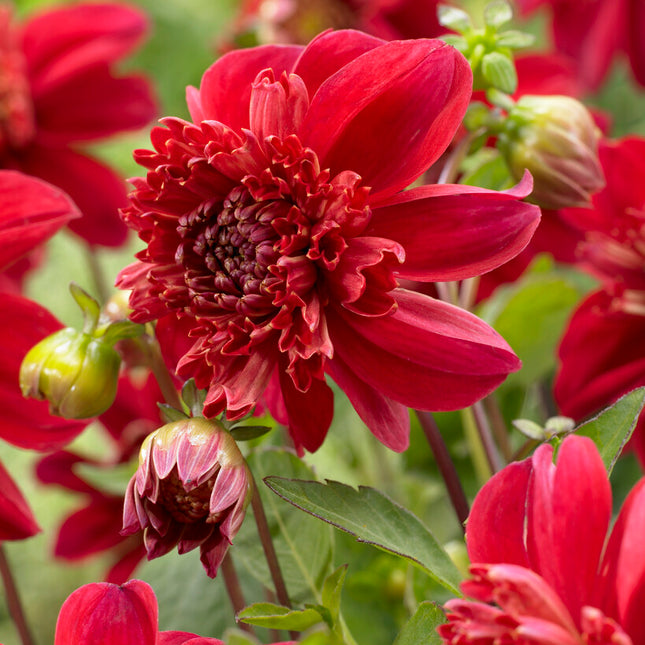 Dahlia Anemone Inca 1-pack