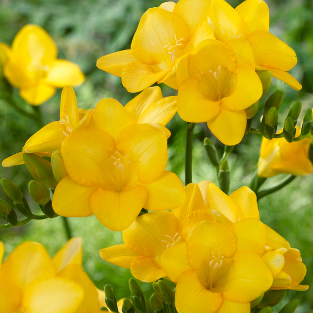 Freesia-Single Yellow 15 -pack