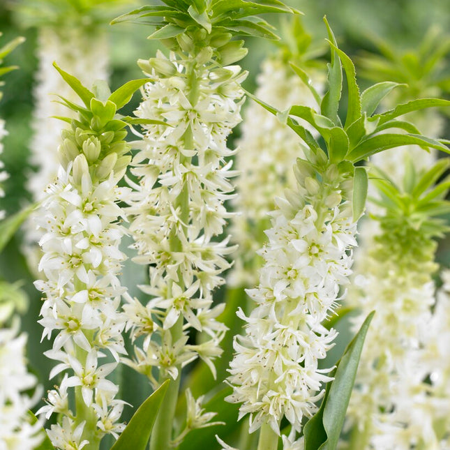 Tofslilja vitgrön-Eucomis Autumnalis 2 -pack